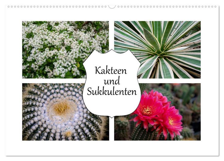 Produktbild: Kakteen und Sukkulenten (Wandkalender 2026 DIN A2 quer), CALVENDO Monatskalender