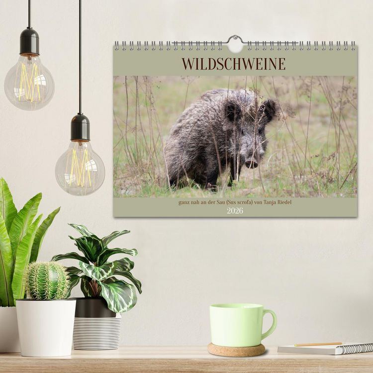 Produktbild: Wildschweine ganz nah an der Sau (Sus scrofa) von Tanja Riedel (Wandkalender 2026 DIN A4 quer), CALVENDO Monatskalender