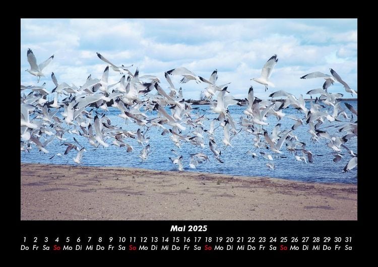 Produktbild: M&ouml;wen 2025 Fotokalender DIN A3