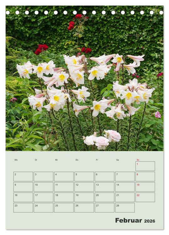 Produktbild: Lilien im Garten (Tischkalender 2026 DIN A5 hoch), CALVENDO Monatskalender