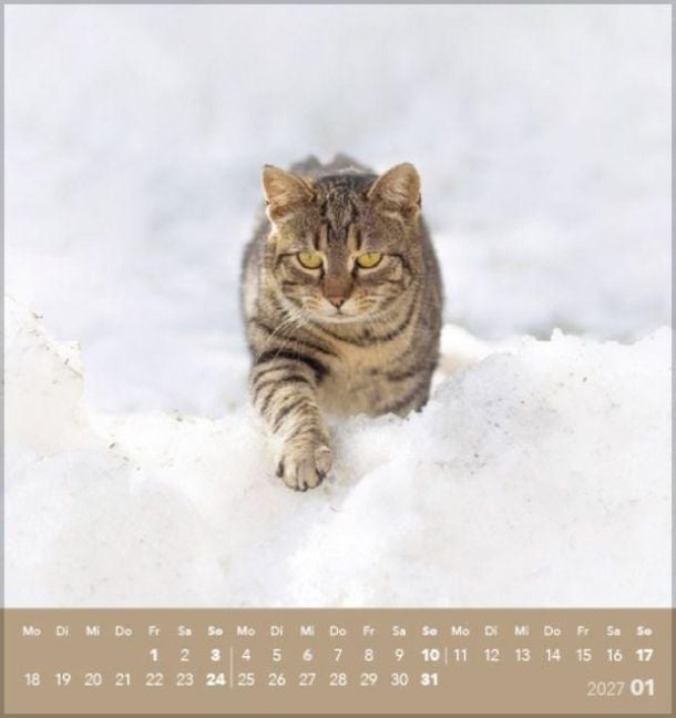 Produktbild: Schmusekatzen 2027