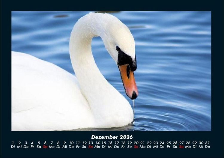 Produktbild: Vogelparadies 2026 Fotokalender DIN A4