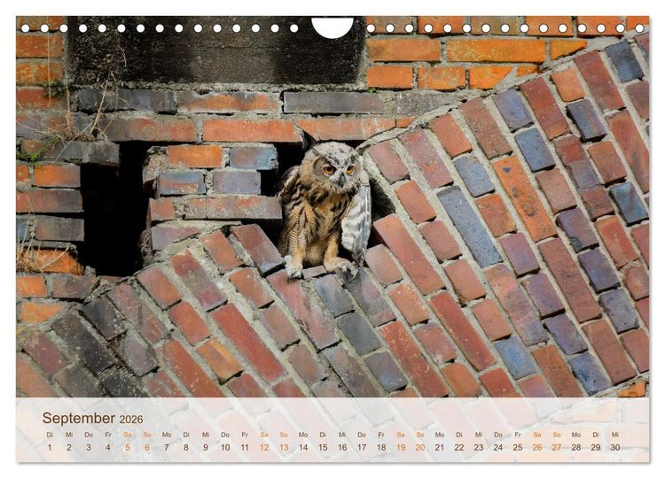 Produktbild: Uhu Highlights (Wandkalender 2026 DIN A4 quer), CALVENDO Monatskalender