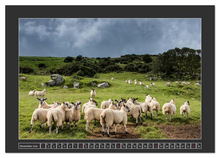 Produktbild: IRLAND - Insel der gl&uuml;cklichen Schafe (Tischkalender 2026 DIN A5 quer), CALVENDO Monatskalender