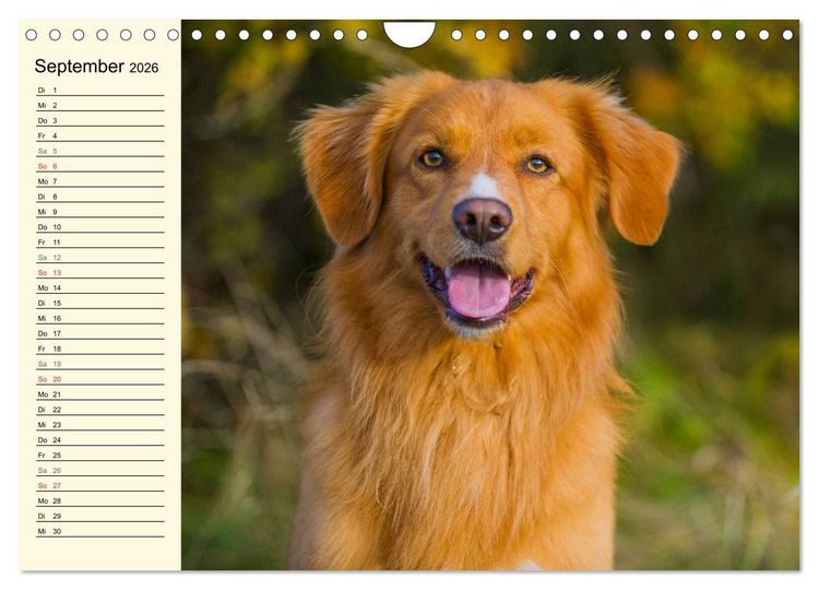 Produktbild: Toll, toll, Toller (Wandkalender 2026 DIN A4 quer), CALVENDO Monatskalender