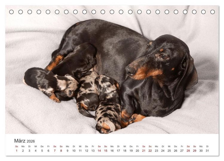 Produktbild: Dackelblicke - Lassen Herzen erw&auml;rmen. (Tischkalender 2026 DIN A5 quer), CALVENDO Monatskalender