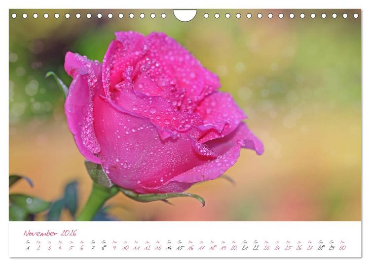 Produktbild: Bl&uuml;tentr&auml;ume in violett und pink (Wandkalender 2026 DIN A4 quer), CALVENDO Monatskalender