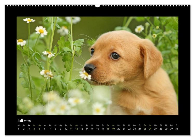 Produktbild: Allerlei Hundekinder (Wandkalender 2026 DIN A2 quer), CALVENDO Monatskalender