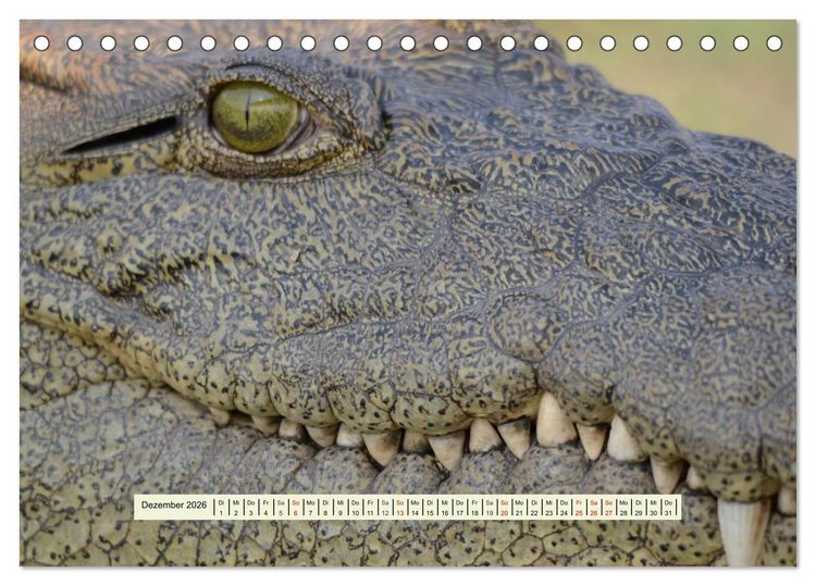 Produktbild: Reptilien des s&uuml;dlichen Afrikas (Tischkalender 2026 DIN A5 quer), CALVENDO Monatskalender
