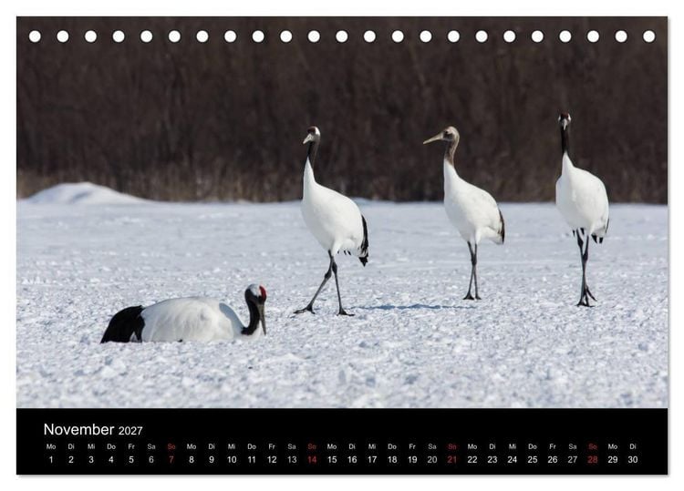 Produktbild: Mandschurenkraniche (Tischkalender 2027 DIN A5 quer), CALVENDO Monatskalender