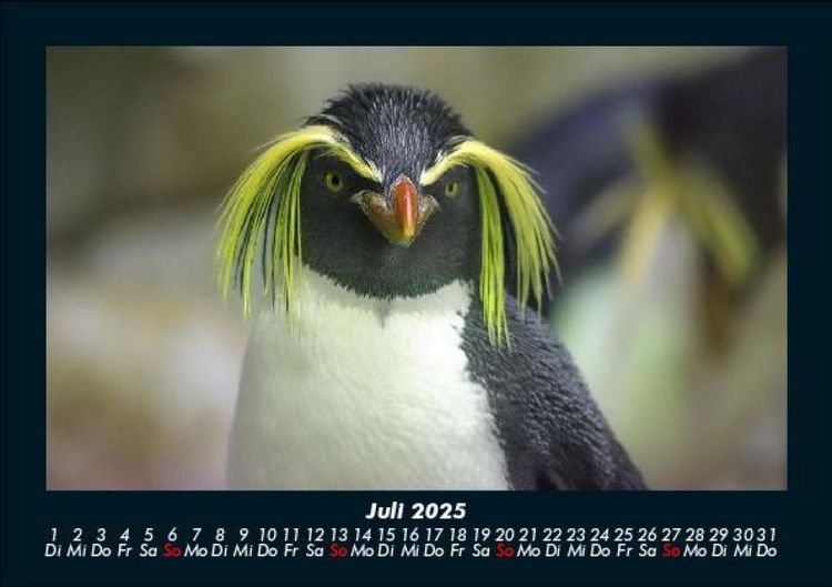 Produktbild: Pinguine & Eisb&auml;ren 2025 Fotokalender DIN A5
