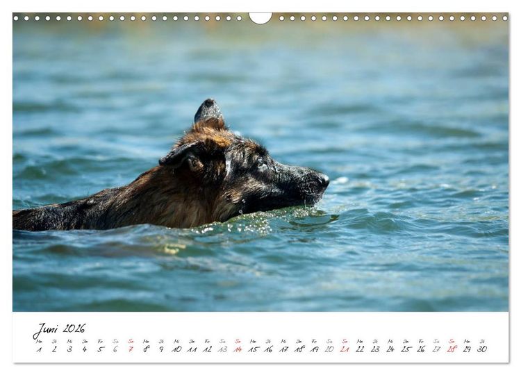 Produktbild: Deutsche Sch&auml;ferhunde - Senioren auf vier Pfoten (Wandkalender 2026 DIN A3 quer), CALVENDO Monatskalender