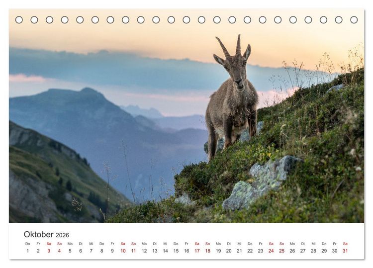 Produktbild: Steinbock - K&ouml;nig der Alpen (Tischkalender 2026 DIN A5 quer), CALVENDO Monatskalender