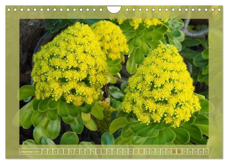 Produktbild: Wundersame Kanarenflora (Wandkalender 2027 DIN A4 quer), CALVENDO Monatskalender