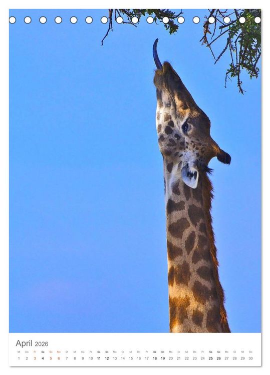 Produktbild: Giraffen - Die Grazien in Afrikas Savannen (Tischkalender 2026 DIN A5 hoch), CALVENDO Monatskalender