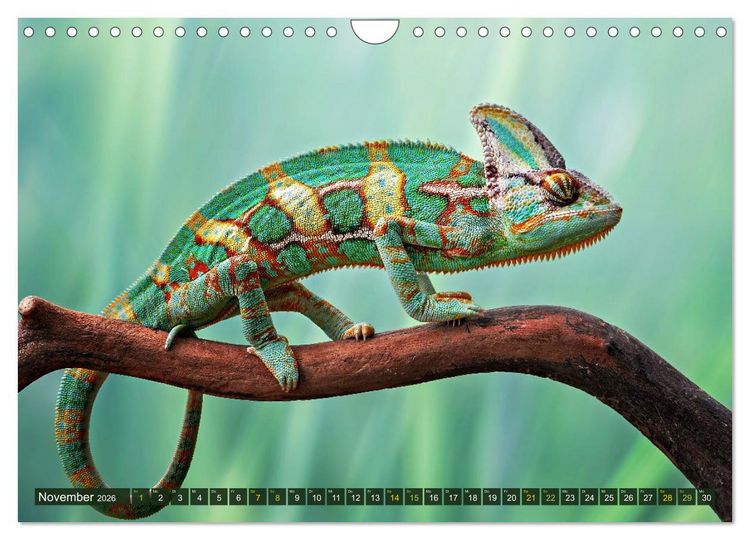 Produktbild: Cham&auml;leon - exotisches Reptil (Wandkalender 2026 DIN A4 quer), CALVENDO Monatskalender