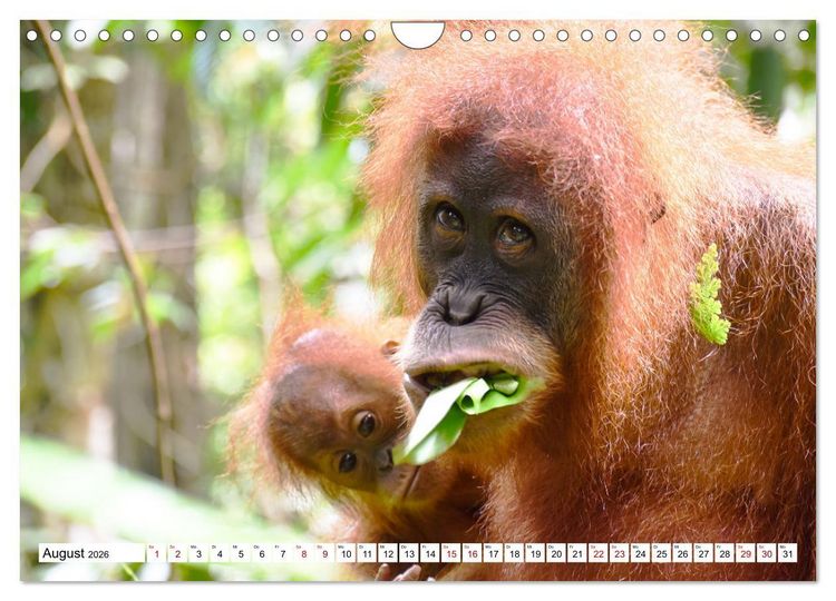 Produktbild: Die letzten freilebenden Orang Utans (Wandkalender 2026 DIN A4 quer), CALVENDO Monatskalender