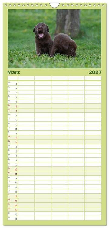 Produktbild: Familienplaner 2027 - Labrador Welpen mit 5 Spalten (Wandkalender, 21 x 45 cm) CALVENDO