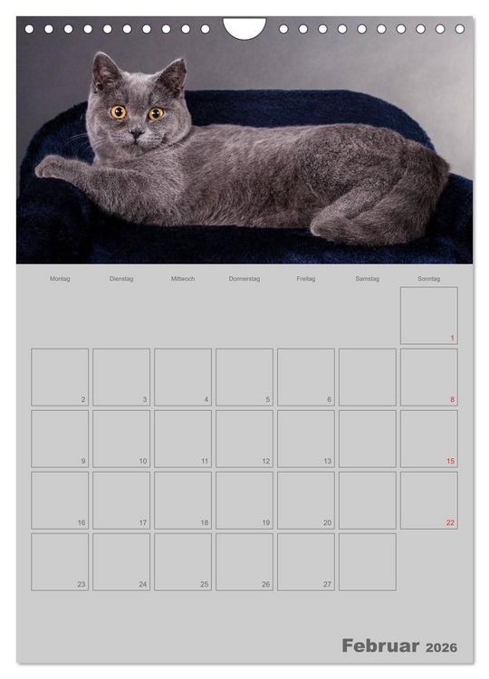Produktbild: Britisch Kurzhaar Katzen - Planer (Wandkalender 2026 DIN A4 hoch), CALVENDO Monatskalender