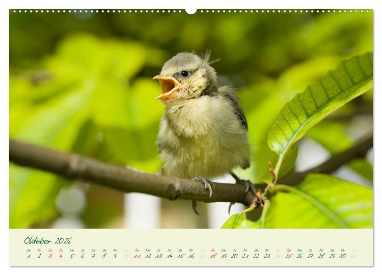 Produktbild: Elternzeit - das Familienleben der Blaumeisen (Wandkalender 2026 DIN A2 quer), CALVENDO Monatskalender