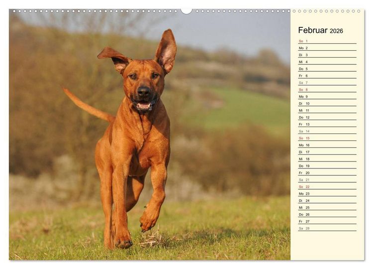 Produktbild: Rhodesian Ridgeback 2026 (Wandkalender 2026 DIN A2 quer), CALVENDO Monatskalender