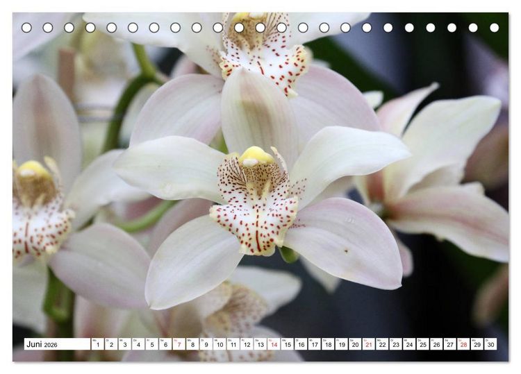 Produktbild: Prachtvolle Orchideen (Tischkalender 2026 DIN A5 quer), CALVENDO Monatskalender