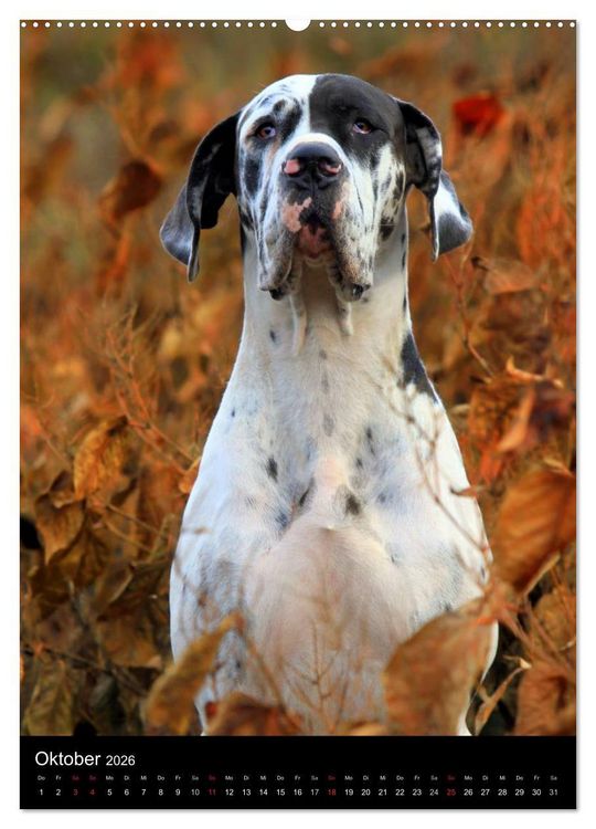 Produktbild: Faszination Deutsche Dogge (Wandkalender 2026 DIN A2 hoch), CALVENDO Monatskalender