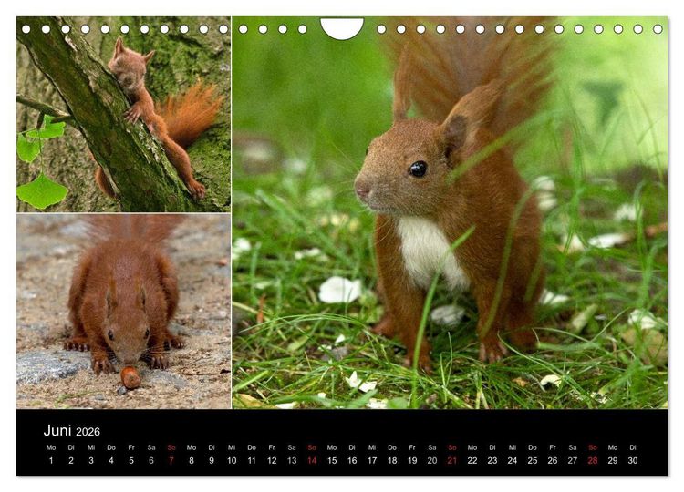 Produktbild: Wilde Eichh&ouml;rnchenwelt! (Wandkalender 2026 DIN A4 quer), CALVENDO Monatskalender