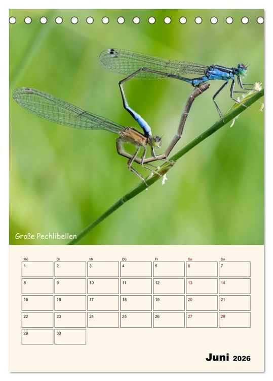 Produktbild: Libellen - Flugk&uuml;nstler in Bayern (Tischkalender 2026 DIN A5 hoch), CALVENDO Monatskalender