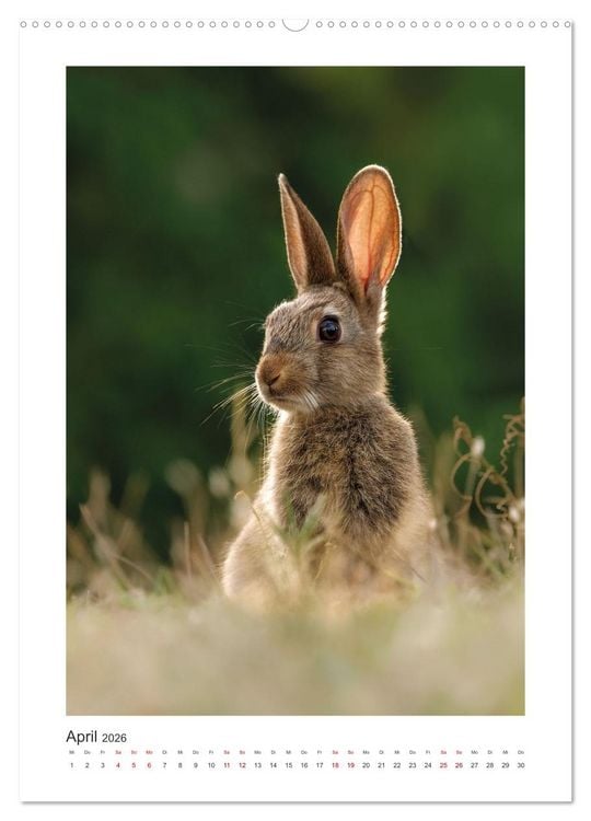 Produktbild: Tierisches Wien (hochwertiger Premium Wandkalender 2026 DIN A2 hoch), Kunstdruck in Hochglanz