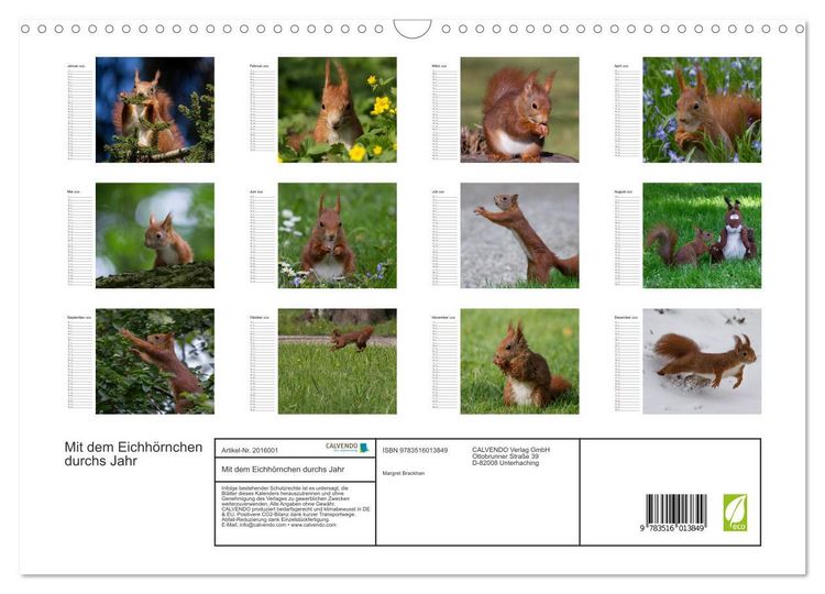Produktbild: Mit dem Eichh&ouml;rnchen durchs Jahr (Wandkalender 2026 DIN A3 quer), CALVENDO Monatskalender