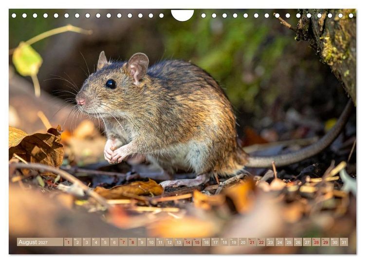 Produktbild: Gruseltiere (Wandkalender 2027 DIN A4 quer), CALVENDO Monatskalender