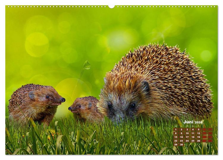 Produktbild: Tiere in freier Wildbahn by VogtArt (hochwertiger Premium Wandkalender 2026 DIN A2 quer), Kunstdruck in Hochglanz