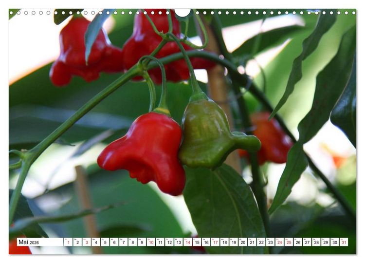 Produktbild: F&uuml;r Chili Liebhaber (Wandkalender 2026 DIN A3 quer), CALVENDO Monatskalender