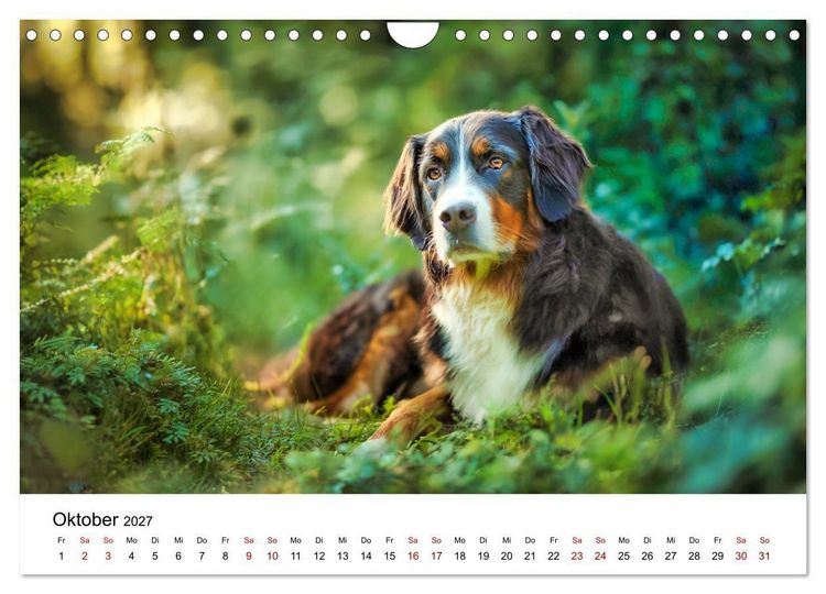 Produktbild: Stolz und Sanftmut - Berner Sennenhunde (Wandkalender 2027 DIN A4 quer), CALVENDO Monatskalender