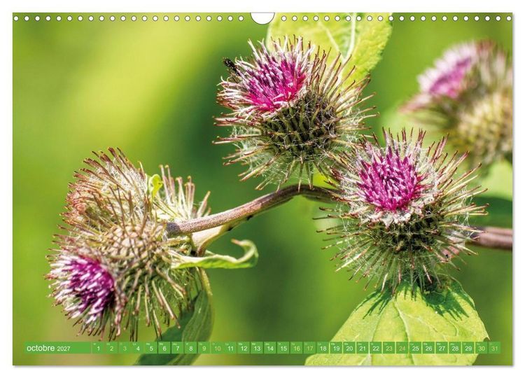 Produktbild: Fleurs du jardin aromatique (Calendrier mural 2027 DIN A3 vertical), CALVENDO calendrier mensuel