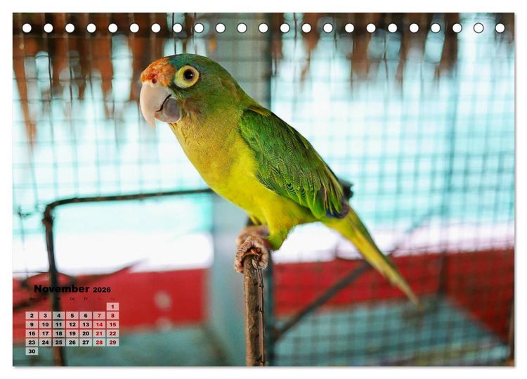 Produktbild: Nicaraguas faszinierende Flora & Fauna (Tischkalender 2026 DIN A5 quer), CALVENDO Monatskalender