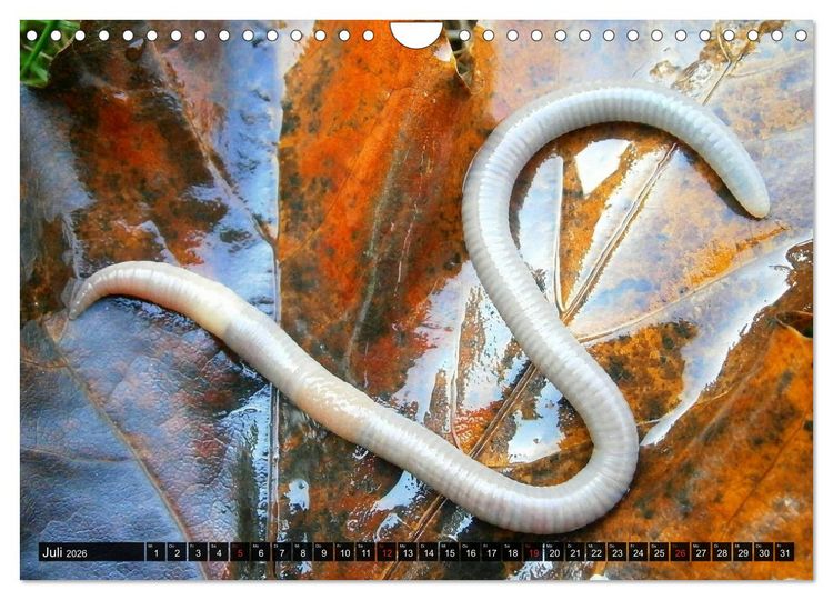 Produktbild: Abneigung und Ekel. Die unbeliebtesten Tiere (Wandkalender 2026 DIN A4 quer), CALVENDO Monatskalender