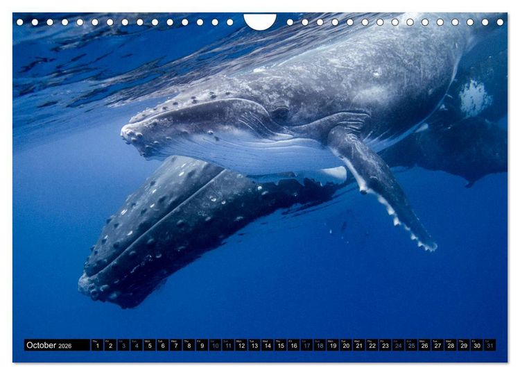 Produktbild: A Whale of a Year (Wall Calendar 2026 DIN A4 landscape), CALVENDO 12 Month Wall Calendar