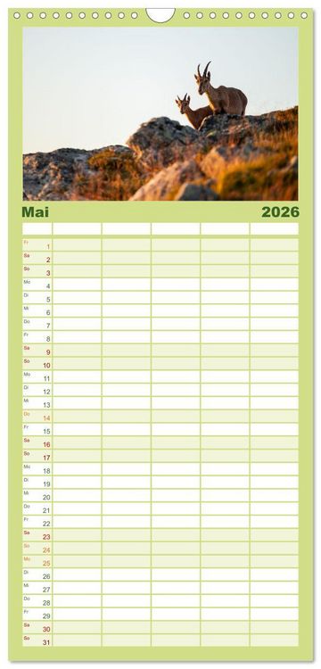 Produktbild: Familienplaner 2026 - Steinbock - K&ouml;nig der Alpen mit 5 Spalten (Wandkalender, 21 x 45 cm) CALVENDO