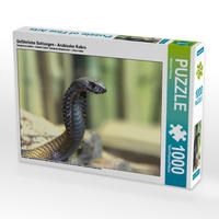 Produktbild: CALVENDO Puzzle Gef&auml;hrliche Schlangen - Arabische Kobra 1000 Teile Lege-Gr&ouml;&szlig;e 64 x 48 cm Foto-Puzzle Bild von Michael Herzog