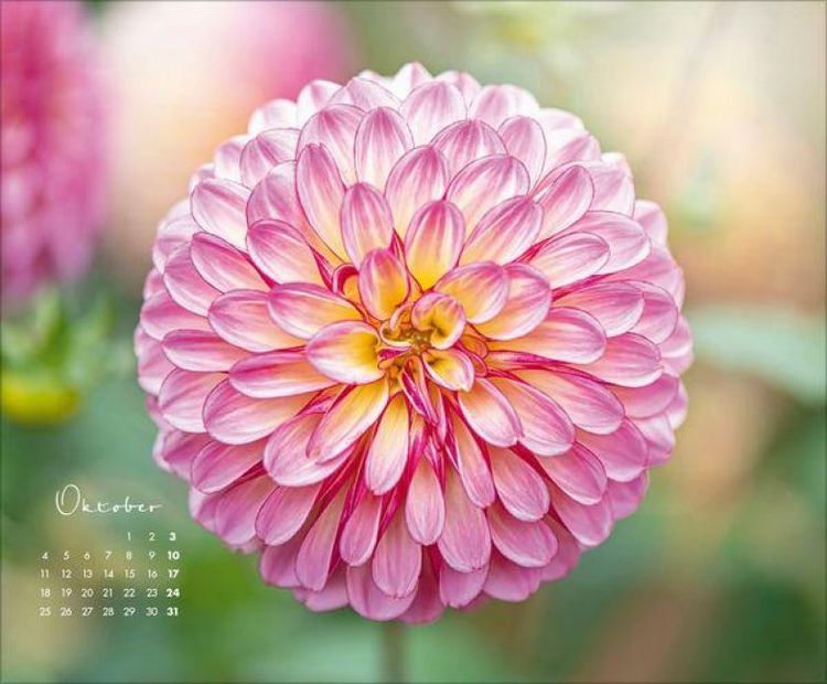 Produktbild: Floral Art 2027