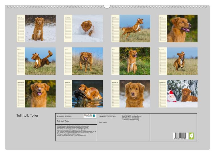 Produktbild: Toll, toll, Toller (Wandkalender 2026 DIN A2 quer), CALVENDO Monatskalender