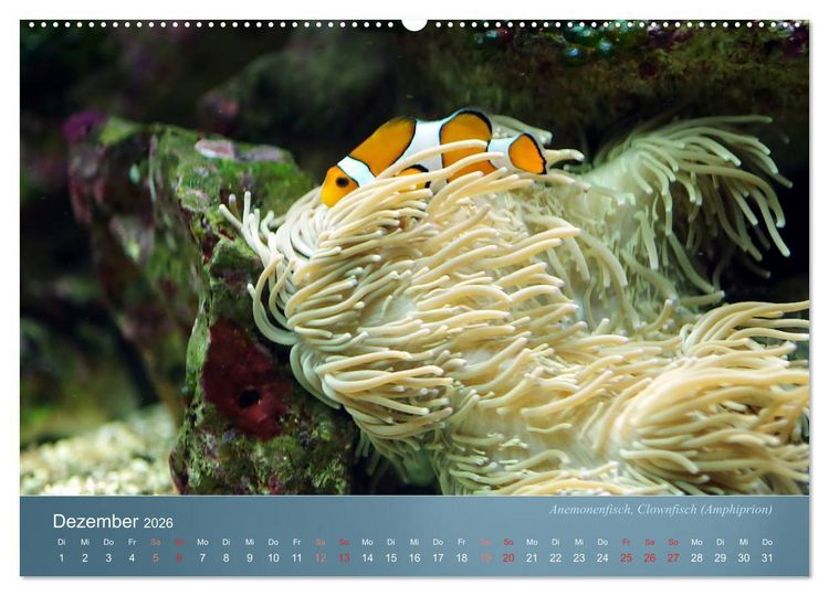 Produktbild: Bunte Riffbewohner - Fische, Anemonen und noch viel mehr (hochwertiger Premium Wandkalender 2026 DIN A2 quer), Kunstdruck in Hochglanz