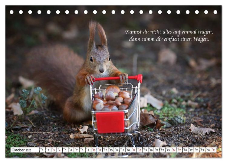 Produktbild: Tipps von Eichh&ouml;rnchen an Eichh&ouml;rnchenliebhaber (Tischkalender 2026 DIN A5 quer), CALVENDO Monatskalender