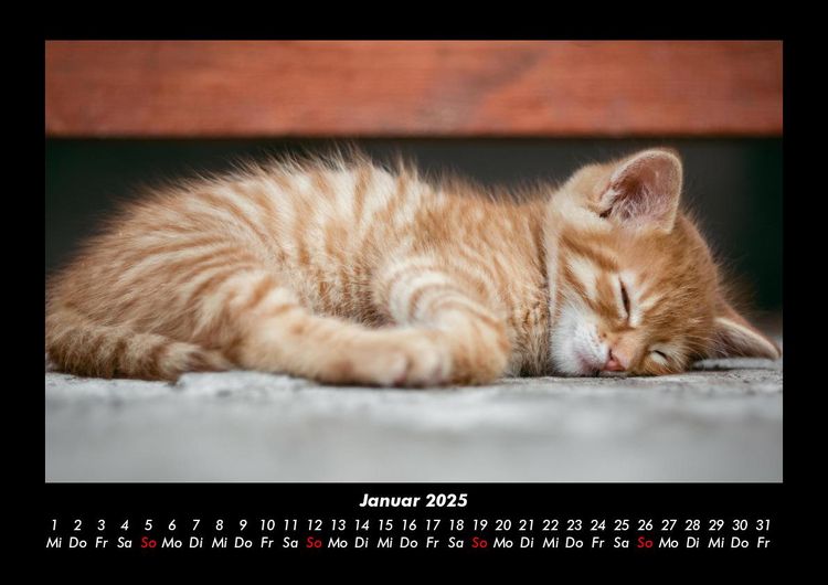 Produktbild: F&uuml;r Katzenfreunde 2025 Fotokalender DIN A3