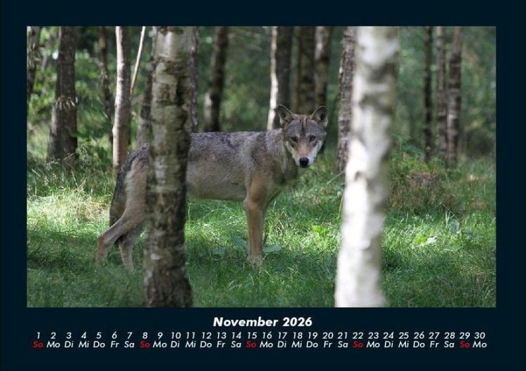 Produktbild: B&auml;ume 2026 Fotokalender DIN A4