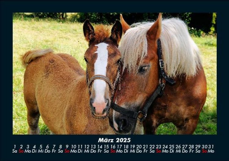 Produktbild: Pferdetraum 2025 Fotokalender DIN A5