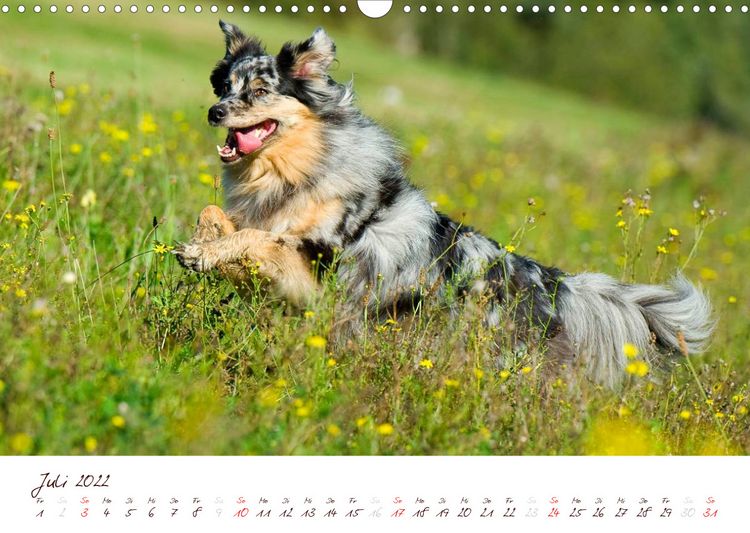 Produktbild: Wunderbare Australian Shepherds (Wandkalender 2022 DIN A3 quer)