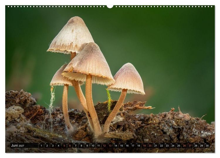 Produktbild: Kunstgalerie Wald - die verborgene Welt der Pilze (hochwertiger Premium Wandkalender 2027 DIN A2 quer), Kunstdruck in Hochglanz